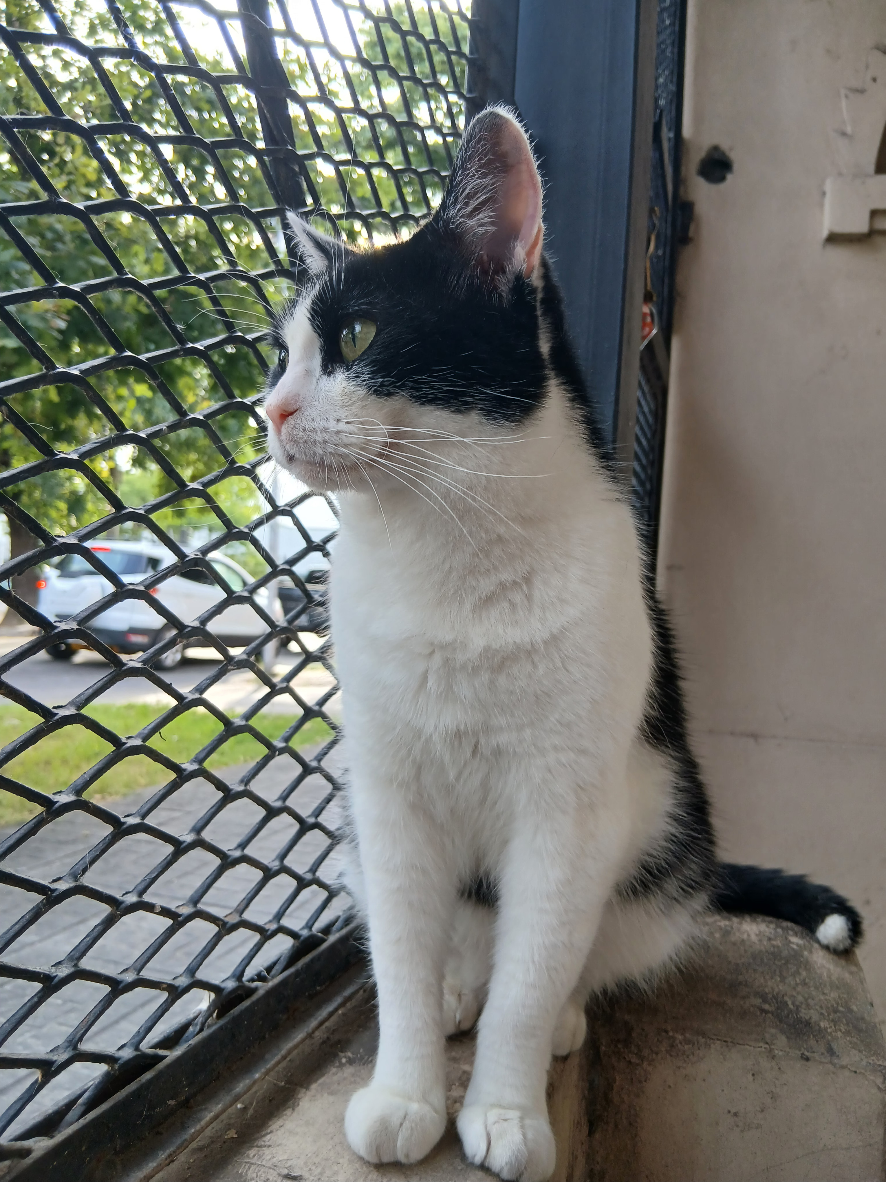 Tiki - mi hija energética